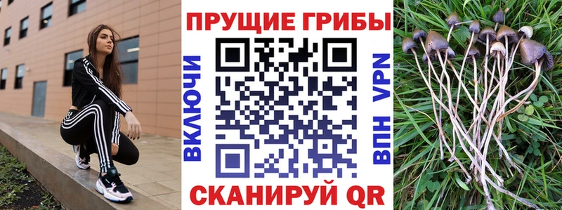 Псилоцибиновые грибы MAGIC MUSHROOMS  наркота  Черняховск 